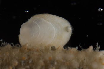 Media type: image;   Malacology 393892